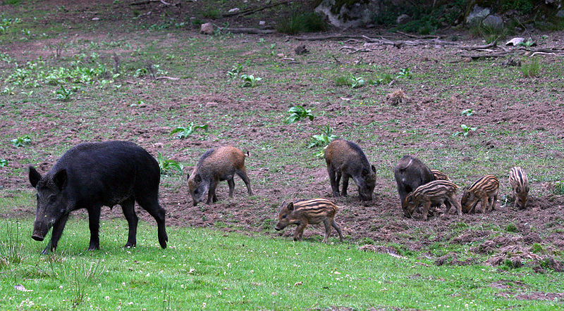 Auftreten der Aujeszkyschen Krankheit bei Wildschweinen im Landkreis Hof