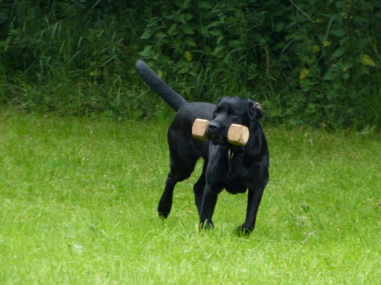 Brauchbarkeitsprüfung