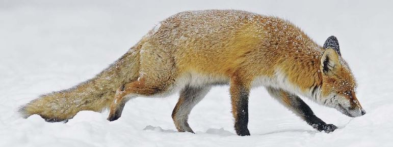 Befall des Wildes mit Finnen des Fuchsbandwurmes