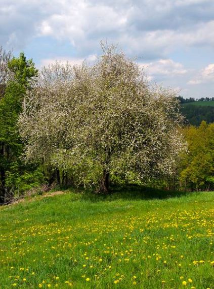 Jäger übernehmen Verantwortung für den Baum des Jahres 2013