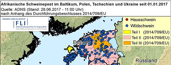Afrikanische Schweinepest in Tschechien